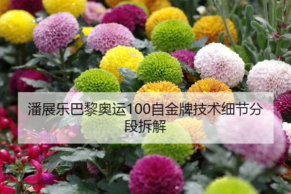 潘展乐巴黎奥运100自金牌技术细节分段拆解